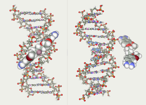 DNA Ligand